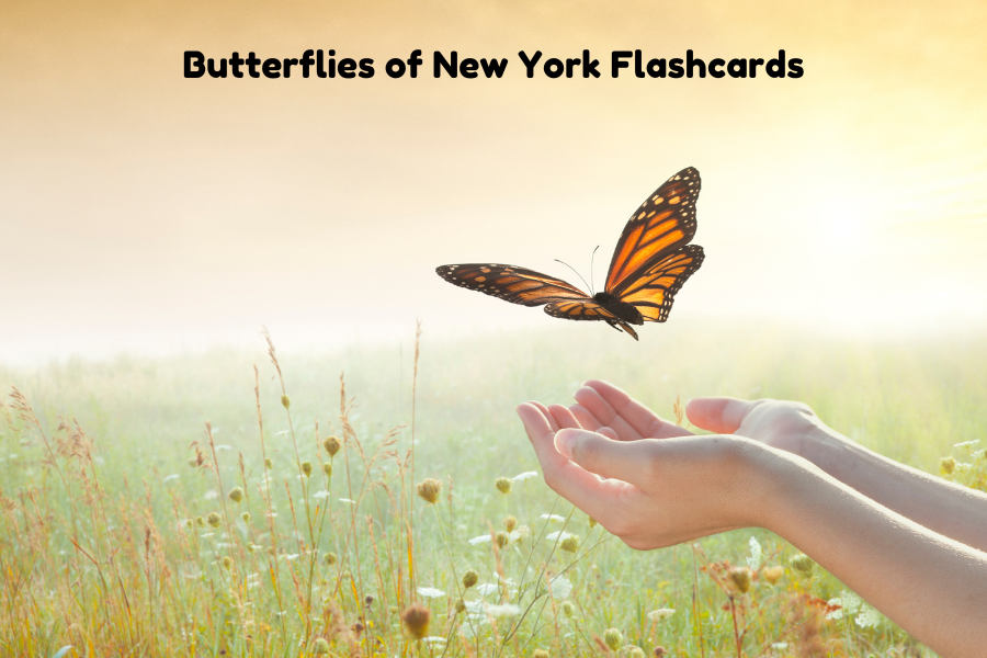 Butterflies of New York Flashcards: A Fun and Educational Guide to Discovering New York’s Stunning Butterflies